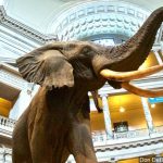 National Museum of Natural History