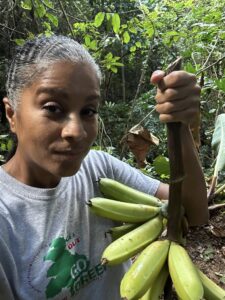 Organic Bananas at Finca Ana Isa